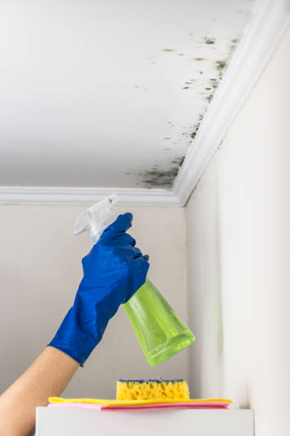 Best Emergency Mold Remediation  in Lake Marcel Stillter, WA